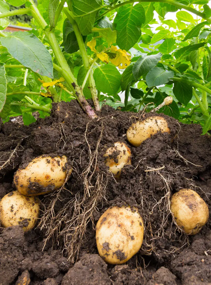 20 Best Potato Companion Plants for a Thriving Potatoes Garden