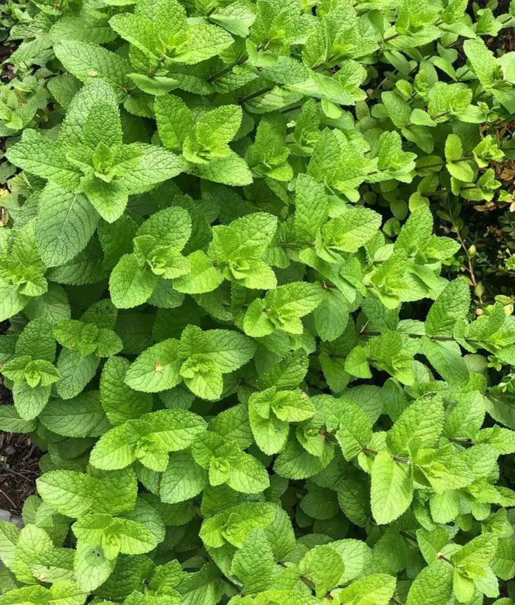 How To Grow Mint With These Easy Steps