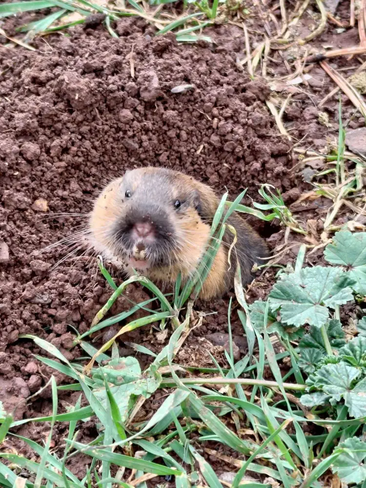 How To Get Rid Of Gophers In Yard