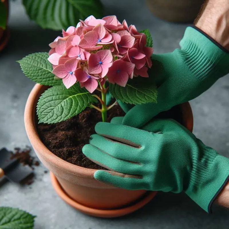 Methods To Propagate Hydrangea Like A Pro