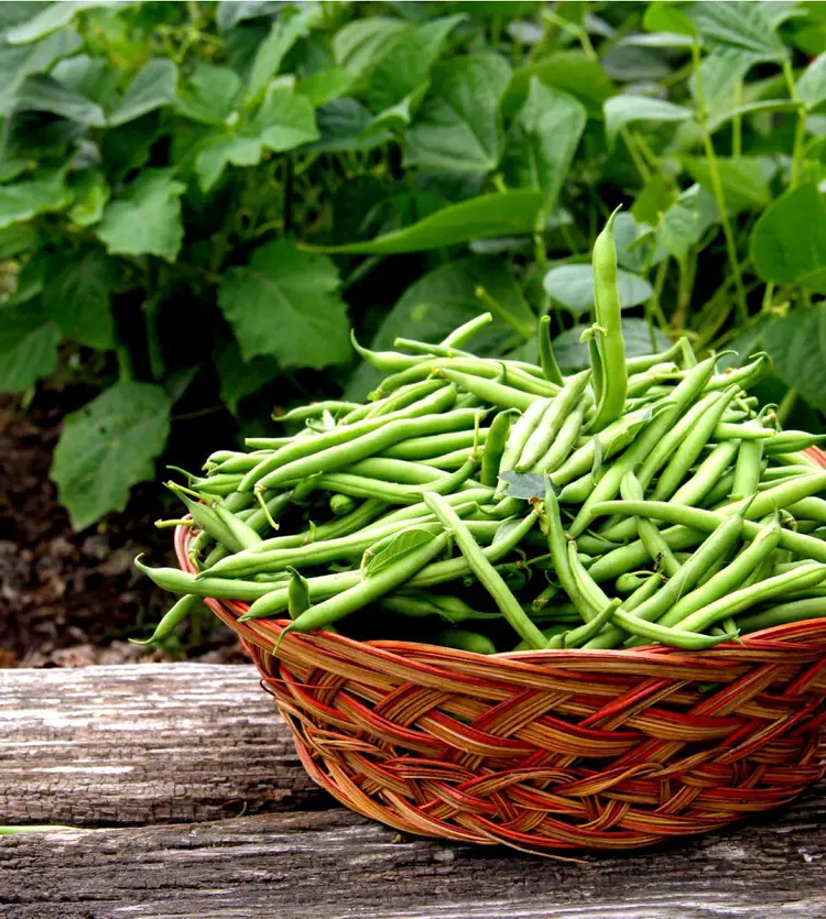 10 Tips On How To Grow Beans In Your Garden