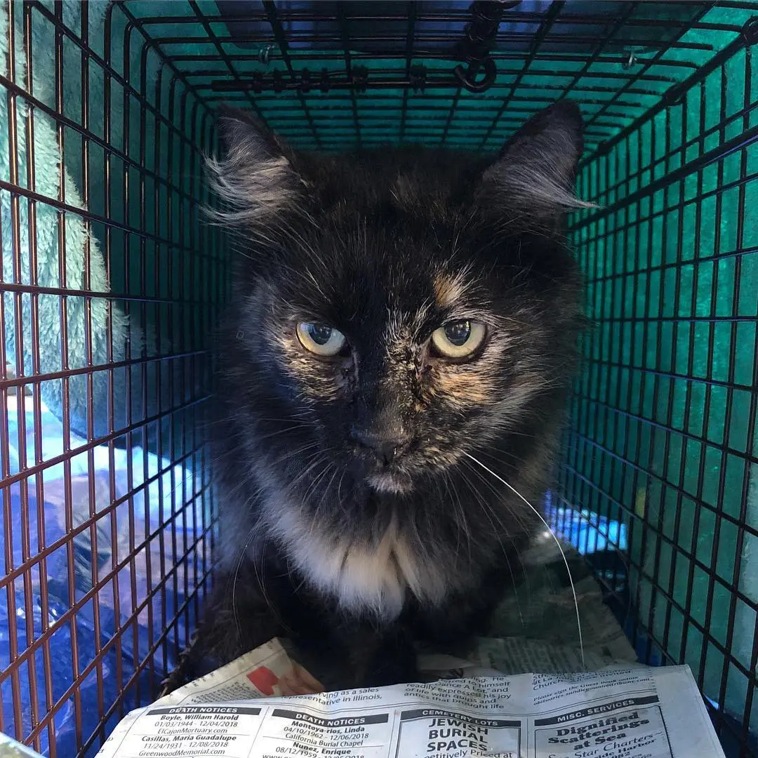 How To Trap A Cat That Is Destroying Your Garden