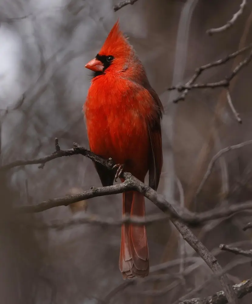 Northern Cardinal Diet, Habitat And Behaviour