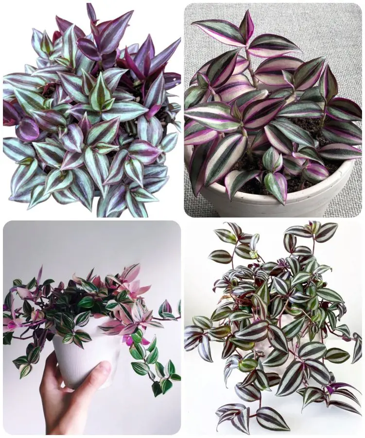 A Step-By-Step Guide To Wandering Jew Plant Care