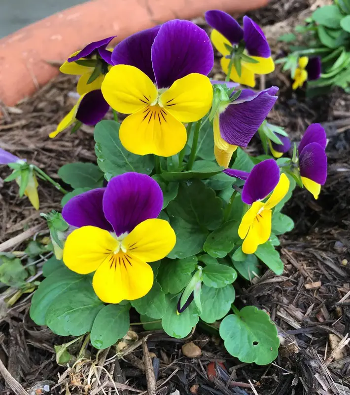 February Birth Flower, Meaning And Symbolism Behind It