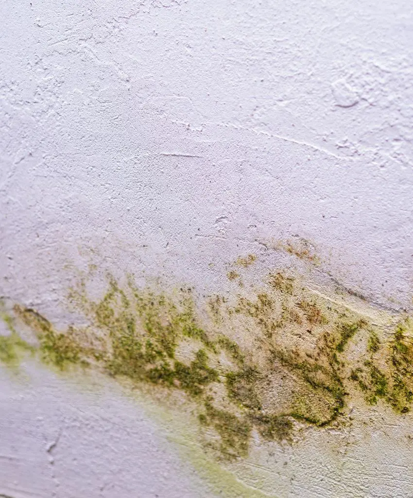 How To Get Rid Of Mold Around The House