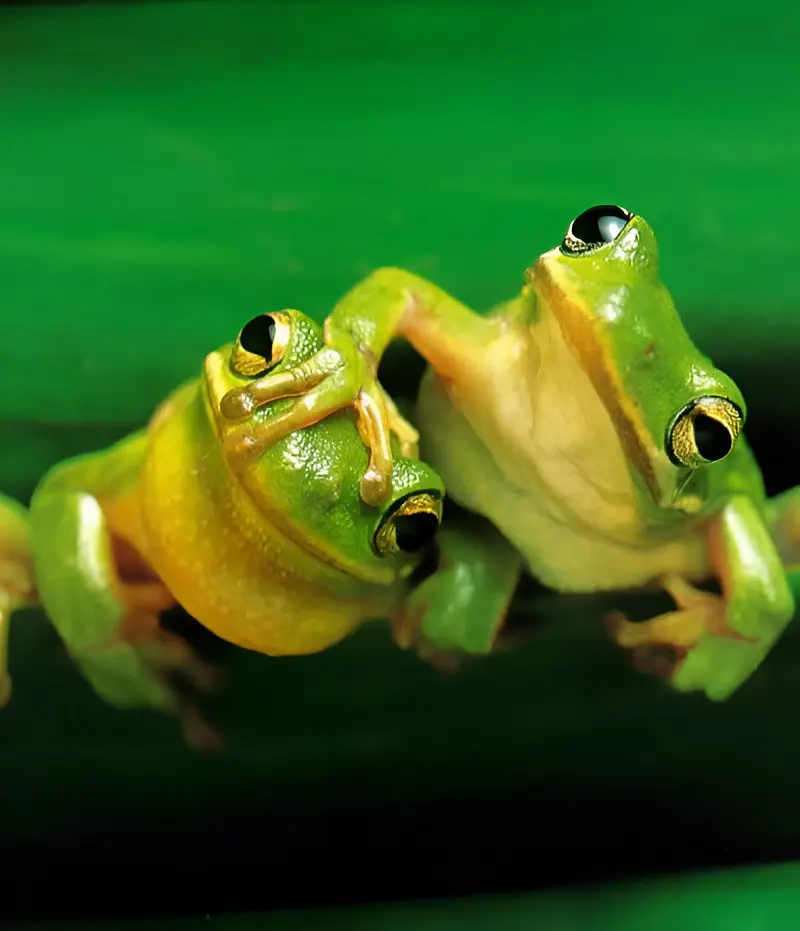 What Do Frogs Eat In Home And Wild