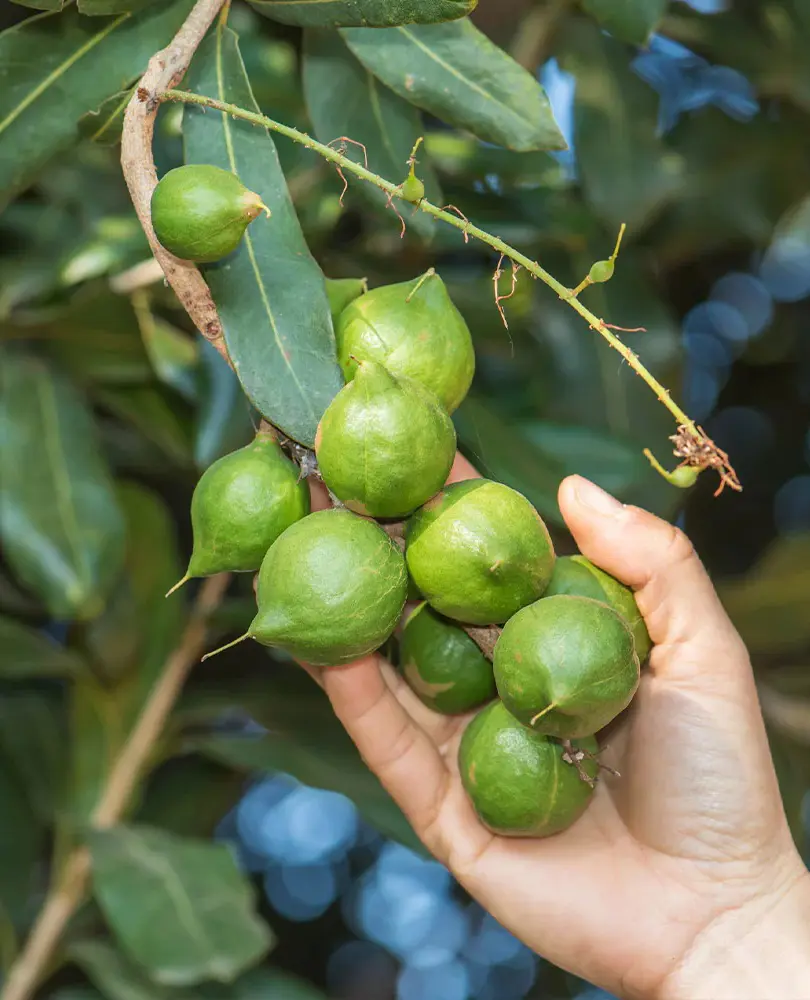 How To Grow And Care Macadamia Nut Tree