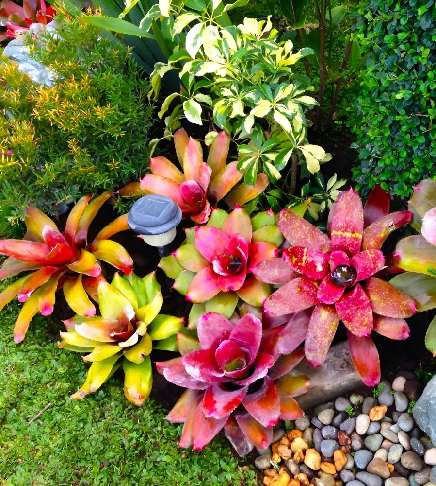 A Simple Guide To Growing and Caring for Bromeliads