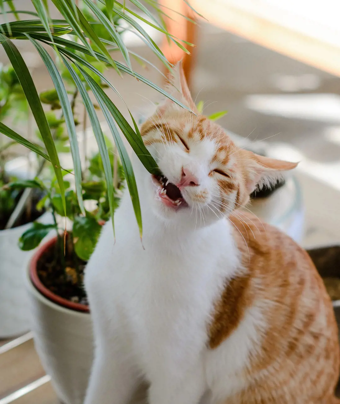 20 Safe Plants For Cats