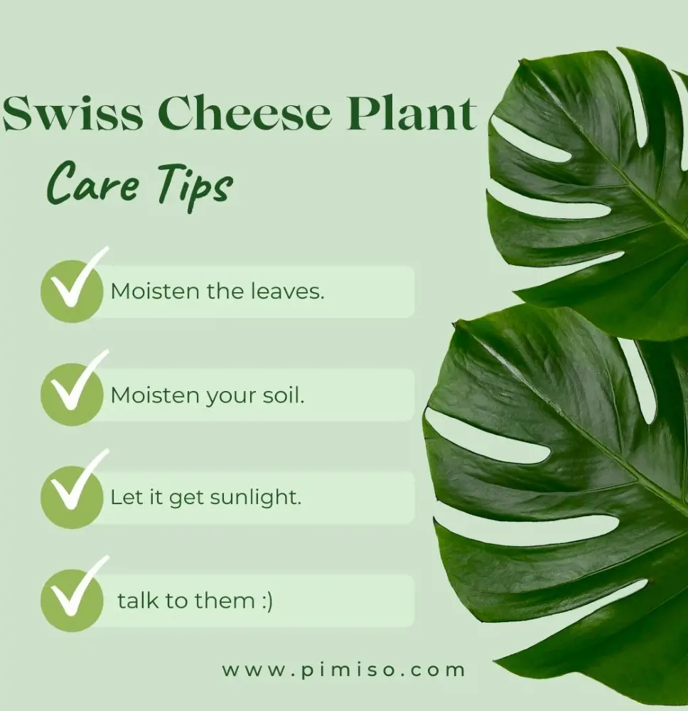 How To Care For Swiss Cheese Plant