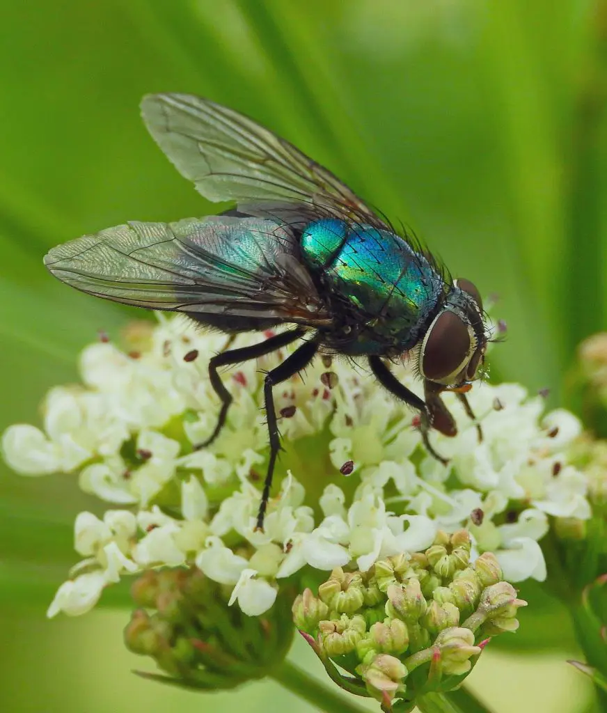 How To Get Rid Of House Flies Effectively