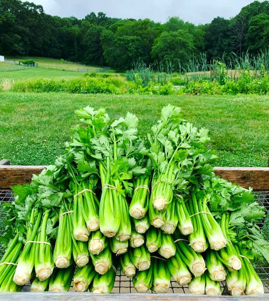 How To Plant, Grow And Care Celery In Your Garden