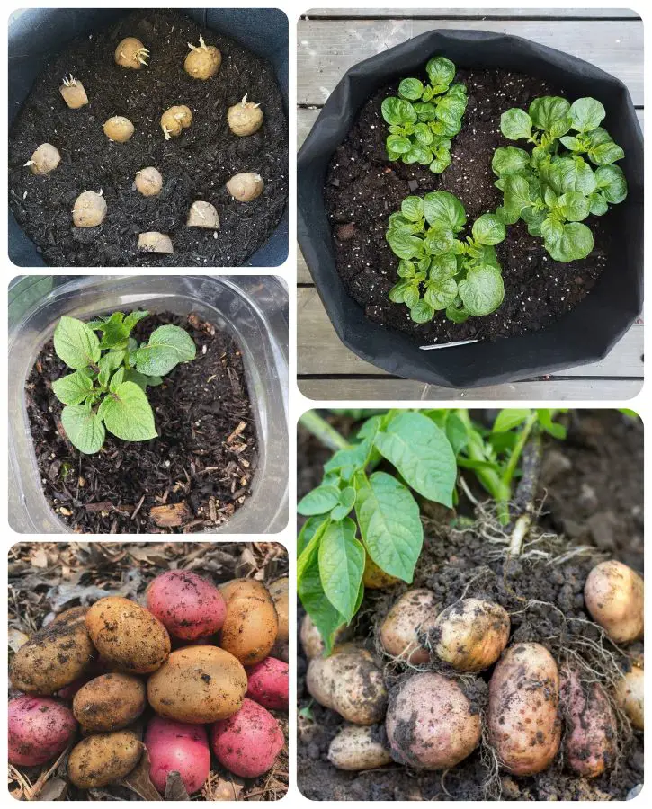 How To Grow And Care For Potatoes In A Pot