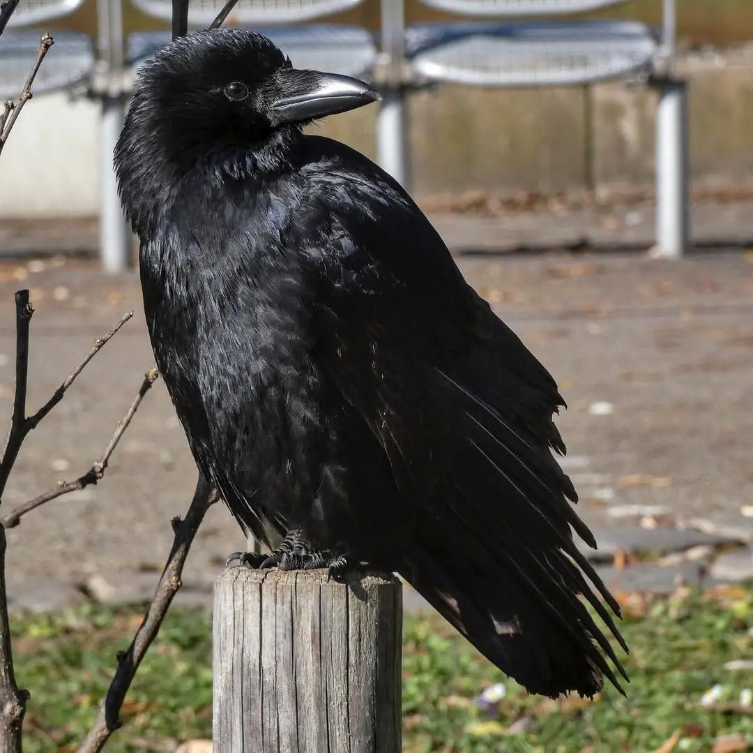 How To Get Rid of Crows From Home And Garden?