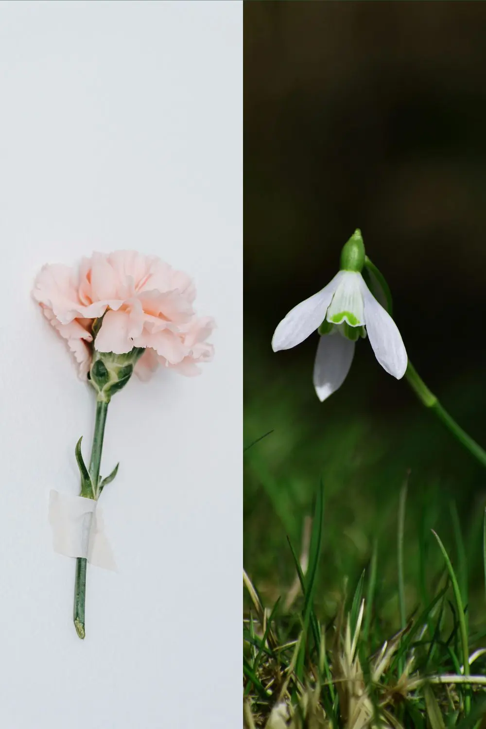 What Is My January Birth Flower - Meaning And Symbolism