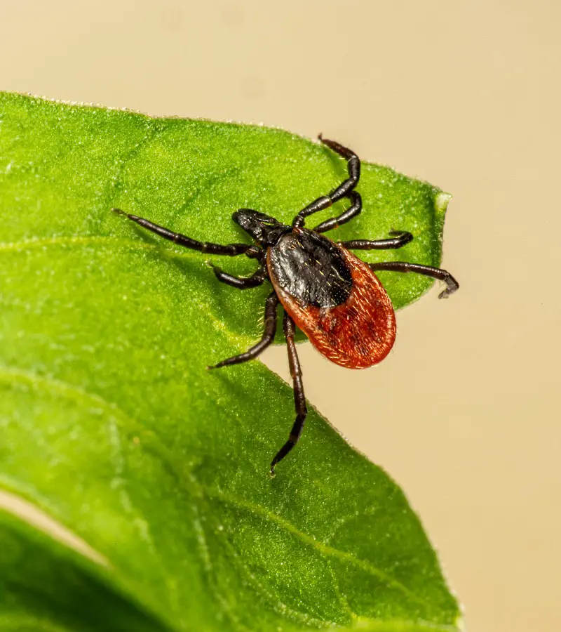 What Does A Tick Bite Look Like And How To Deal It