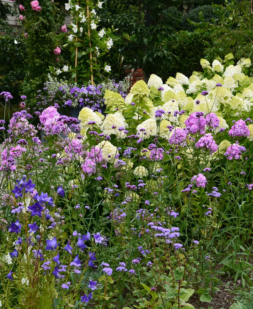 14 Companion Plants For Hydrangea