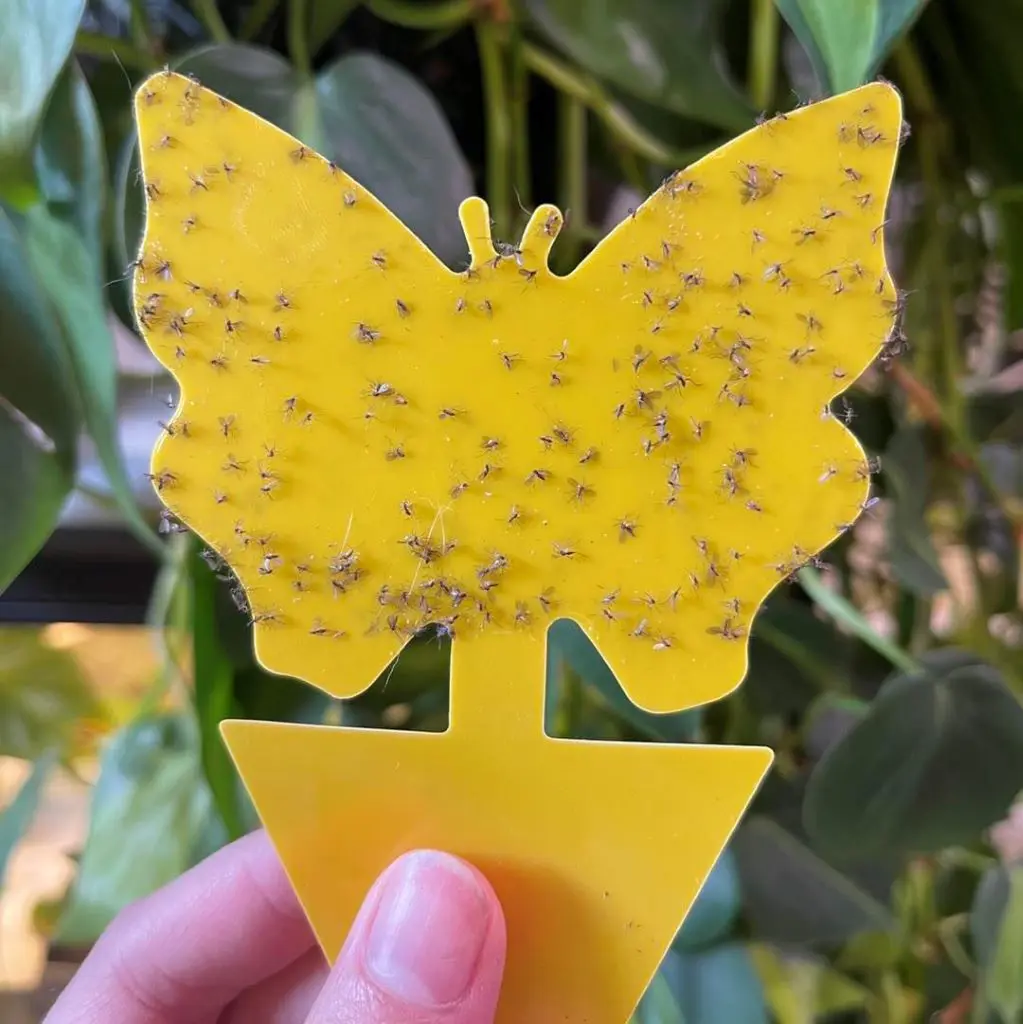 How To Get Rid Of Gnats In Plants