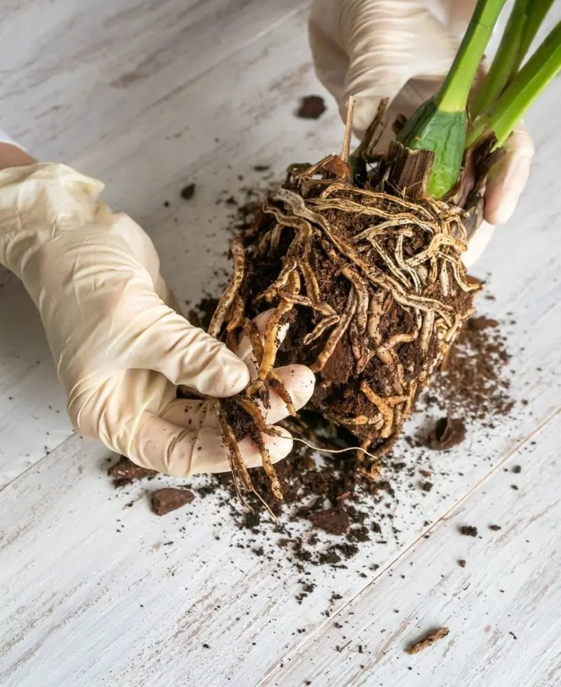 Root Rot: How to Prevent, Identify And Fix It?