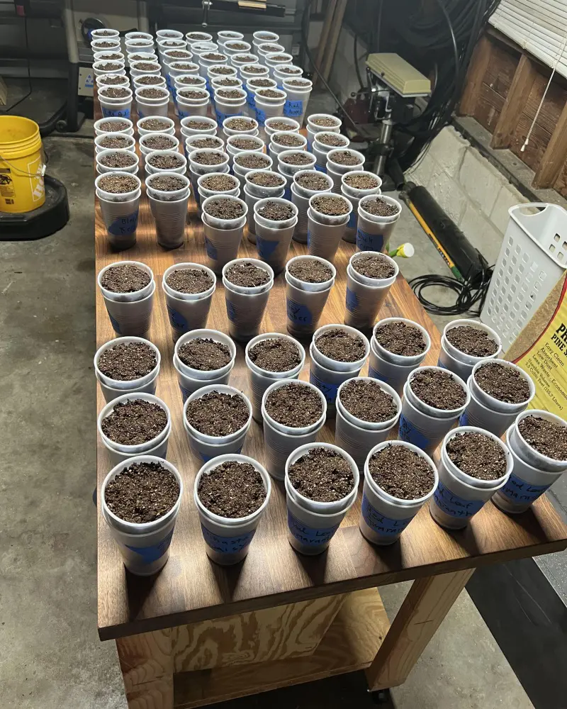 How To Start Seeds Indoors For Planting