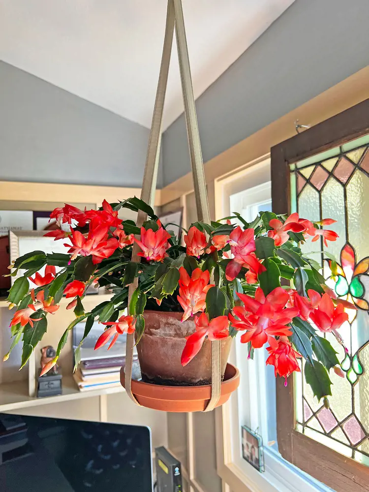 10 Best Tips For Christmas Cactus Care