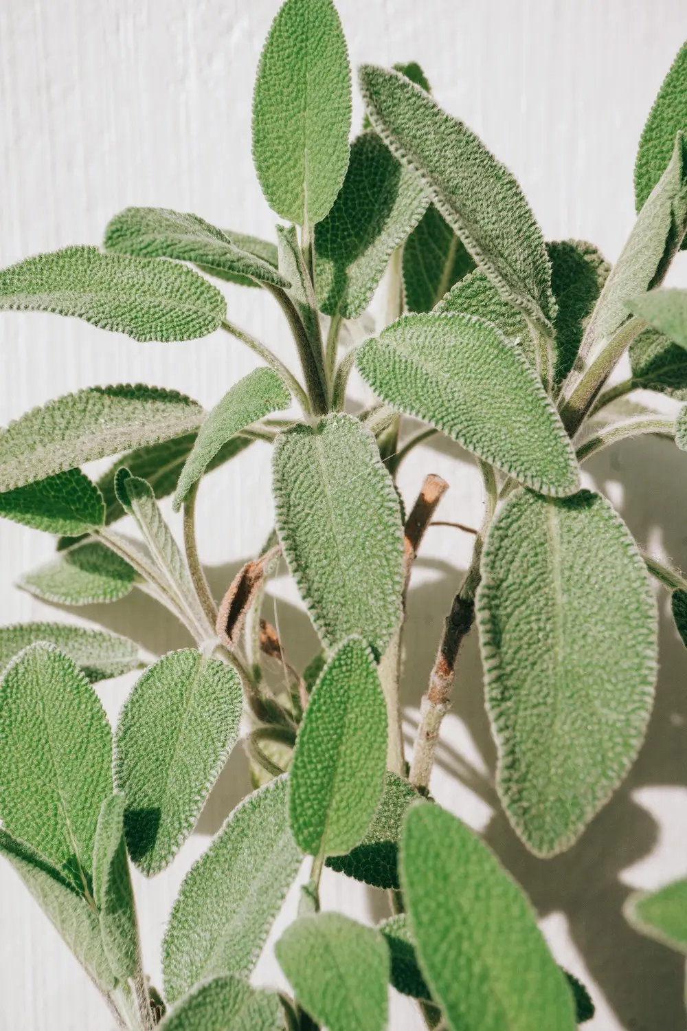 15 Best Sage Companion Plants & What To Avoid