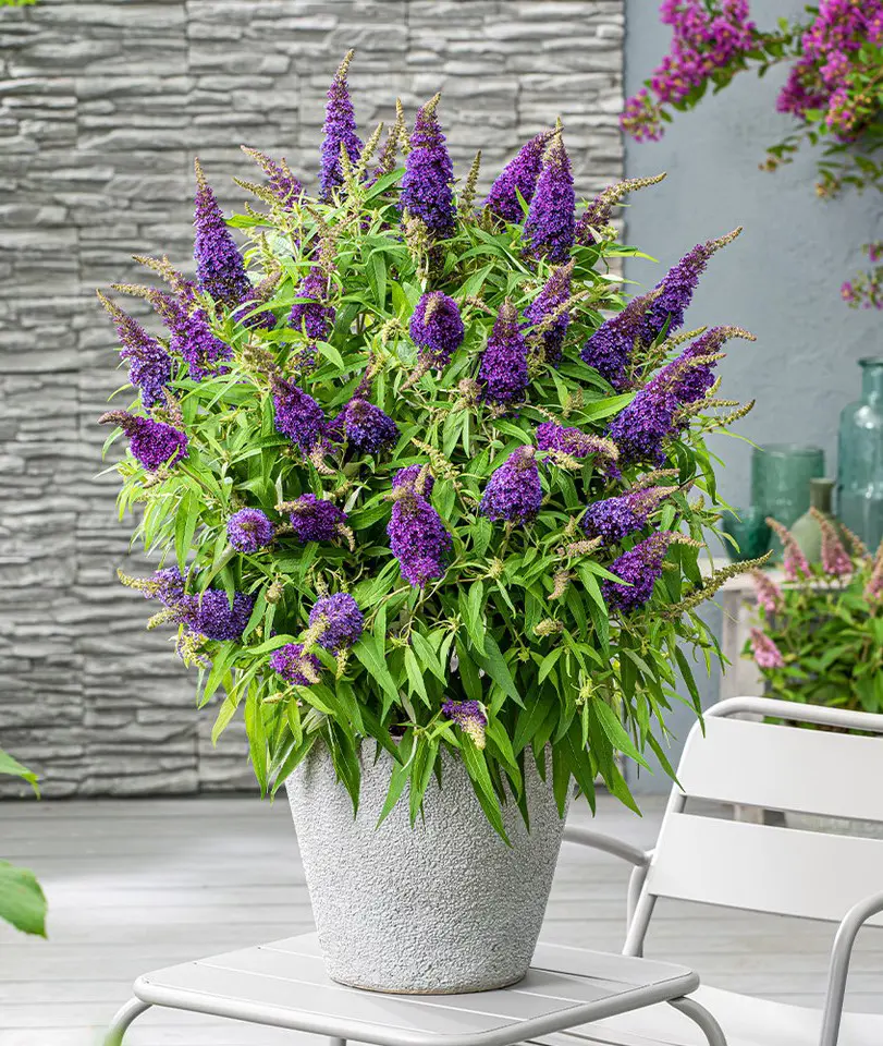 How To Grow and Care For Butterfly Bush