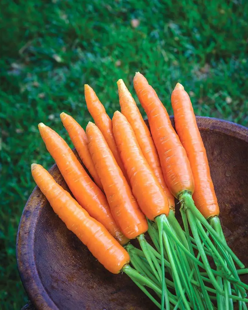 Know These 20 Carrot Companion Plants For Your Garden