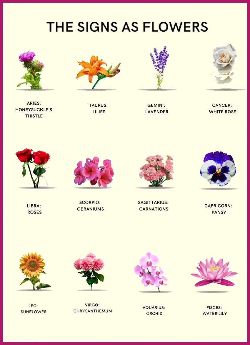 All The 12 Zodiac Flowers And Their Significance