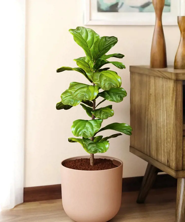 Propagate Fiddle Leaf Fig Plant Using These Techniques