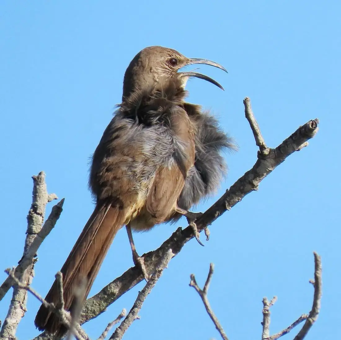 20 Birds That Can Actually Sing At Night