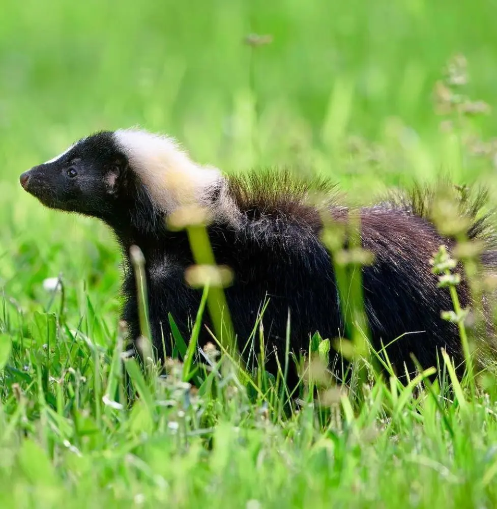 How To Get Rid of Skunk Smell