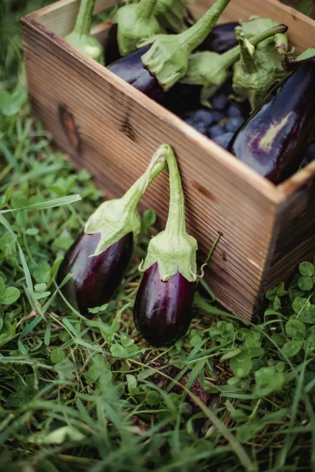 How To Grow And Care For Eggplant