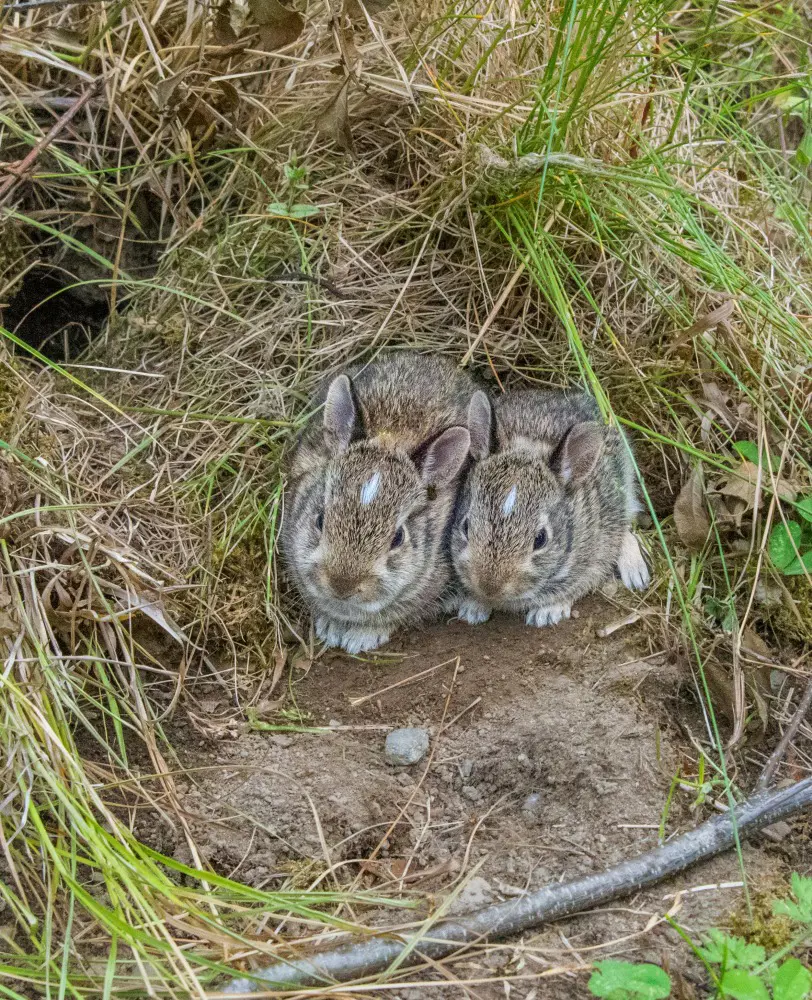 What Do Wild Rabbits Eat And Should You Feed Them
