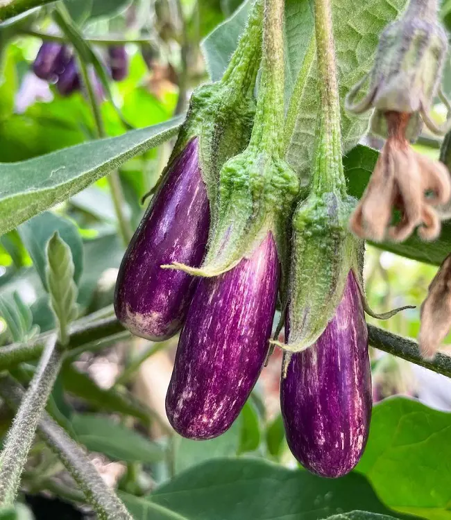 20 Incredible Eggplant Companion Plants