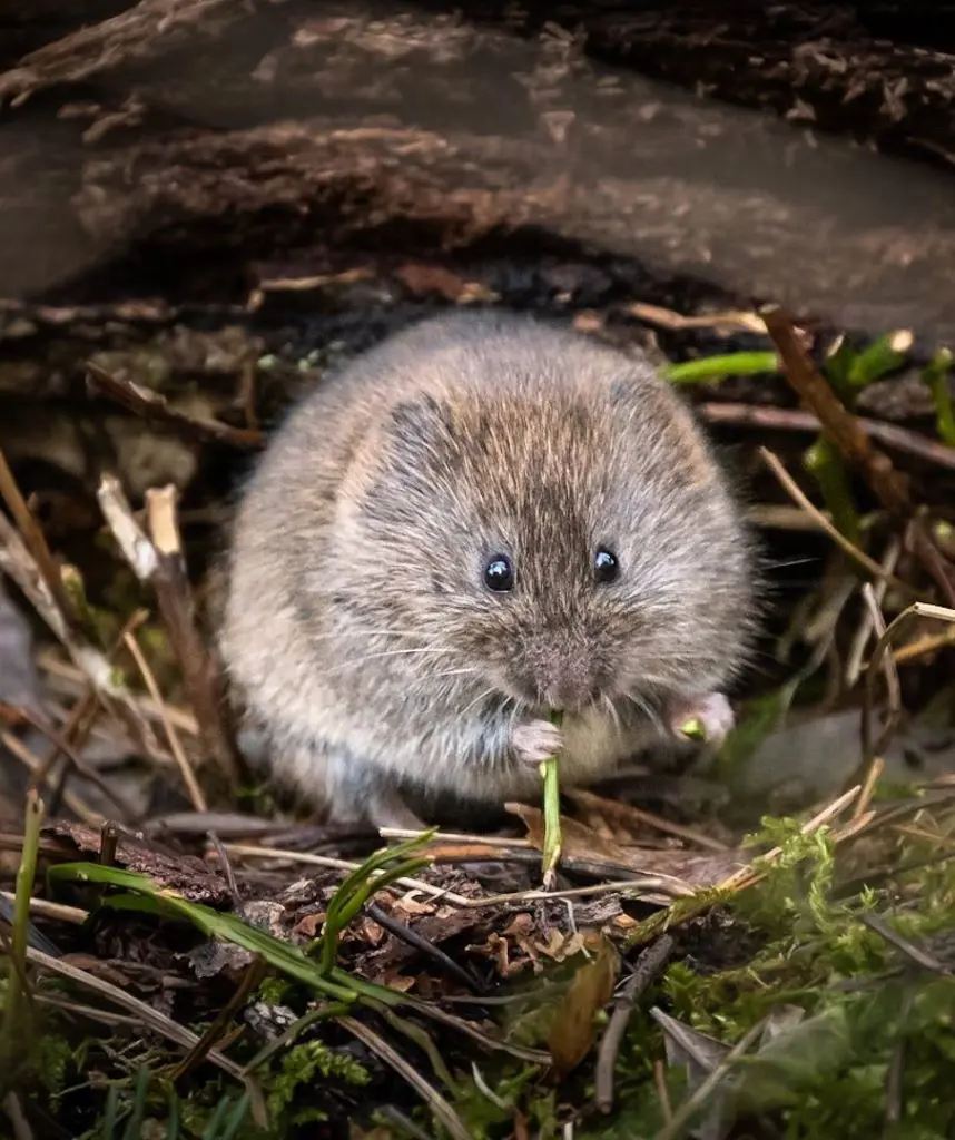 How To Get Rid Of Voles In Your Garden
