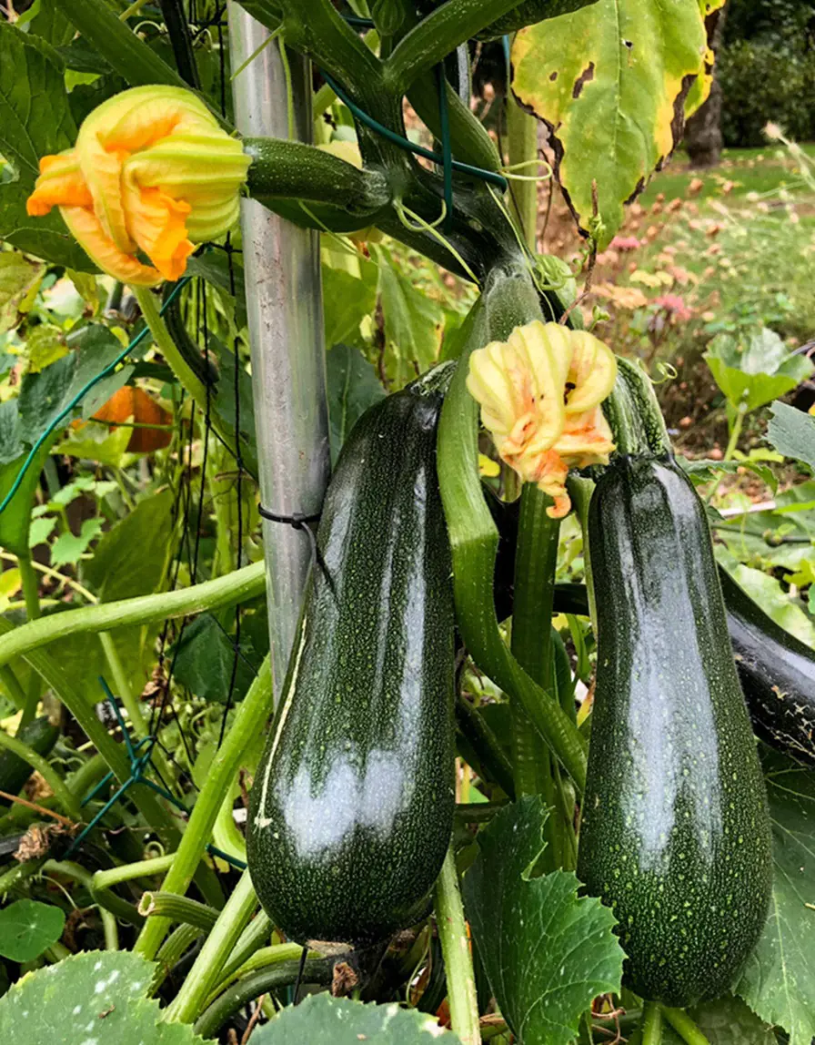 10 Best Companion Plants for Zucchini