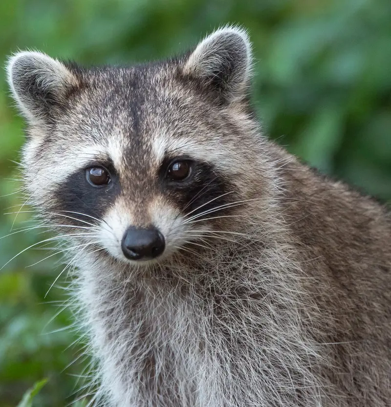 What Do Raccoons Eat In Your Home And Wild