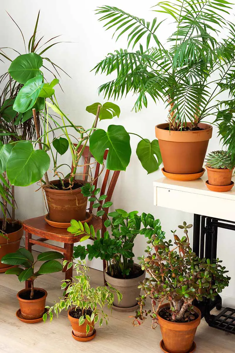 20 Best Low Light Indoor Plants For Your Home