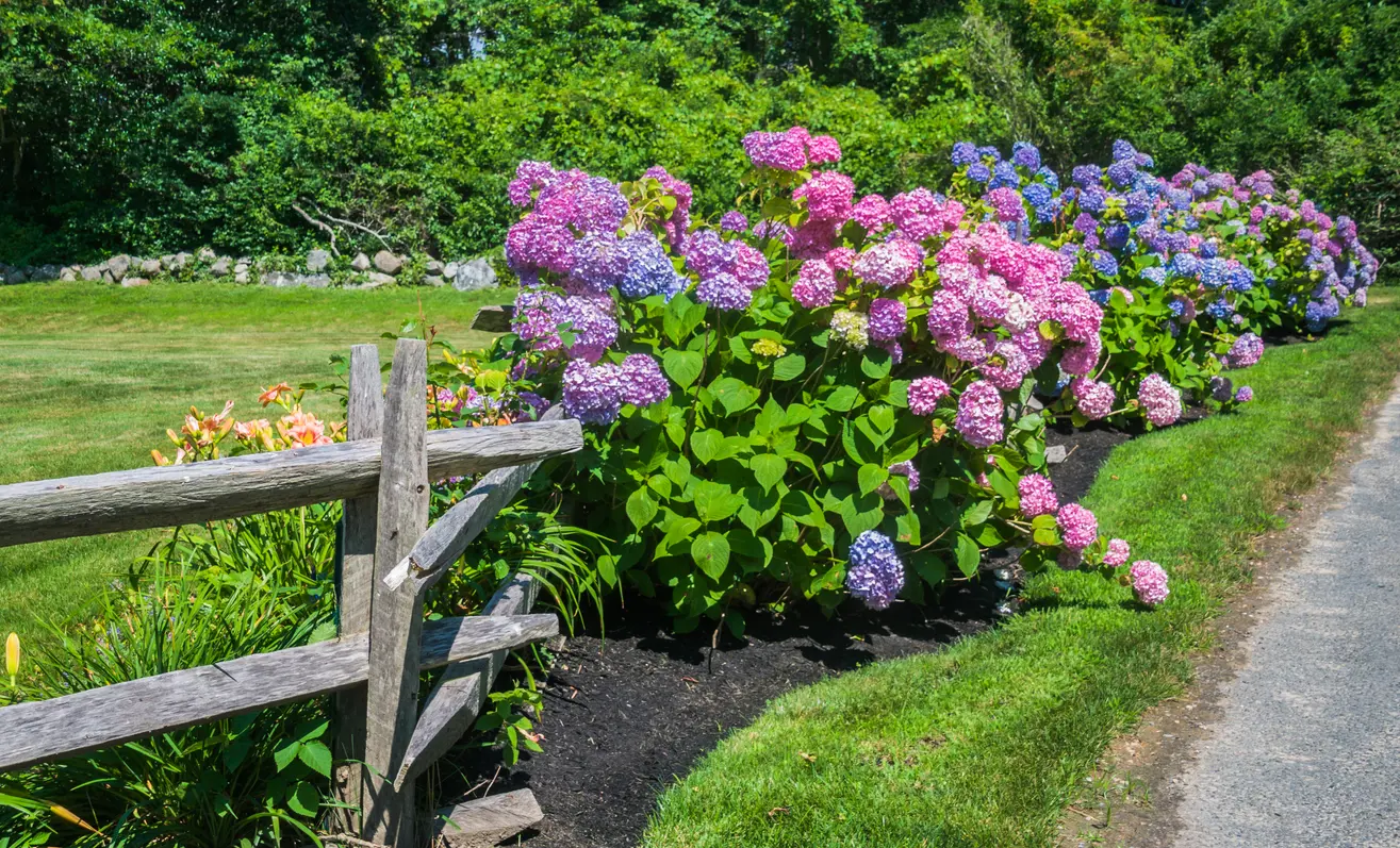 Hydrangea Caring and Growing Guide