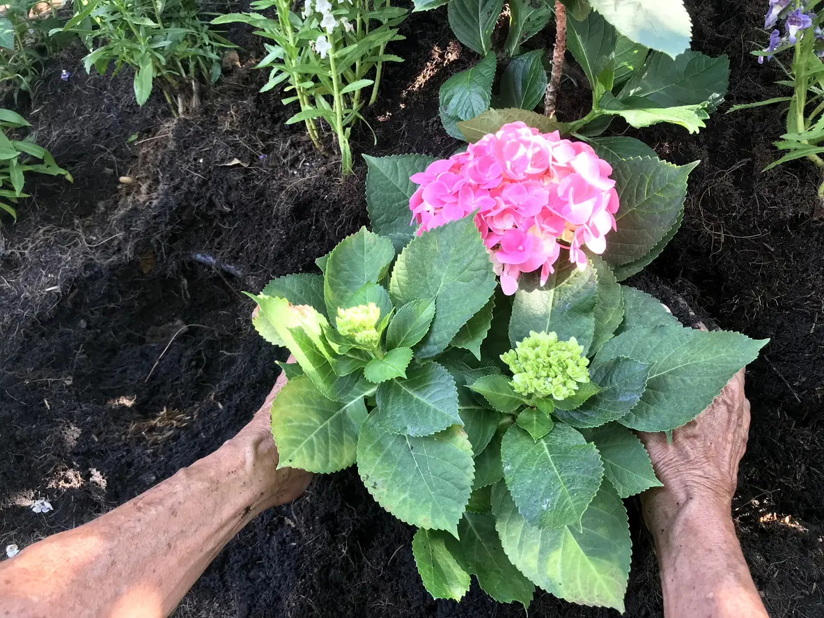 Hydrangea Caring and Growing Guide
