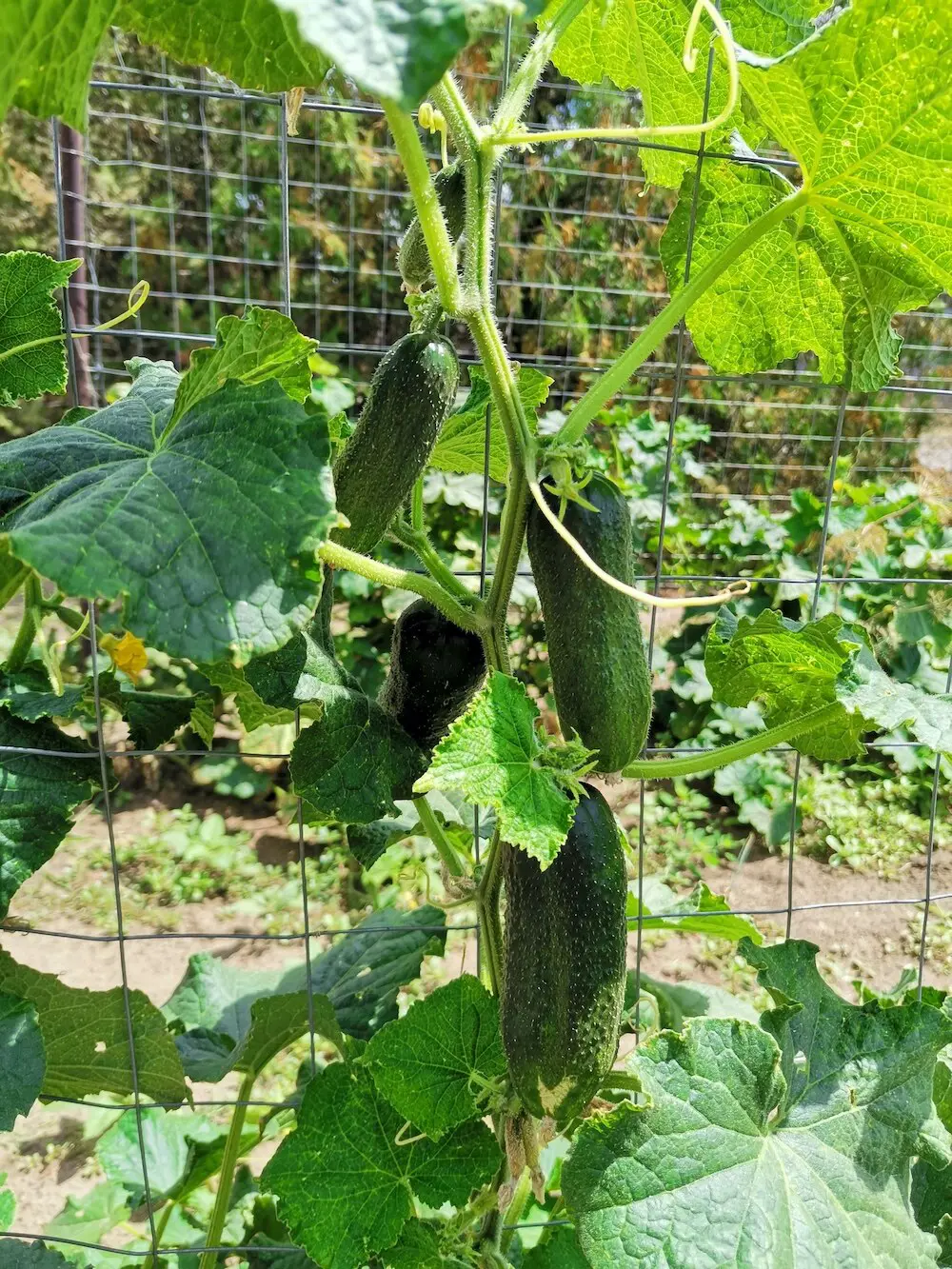 18 Companion Plants To Grow With Cucumber