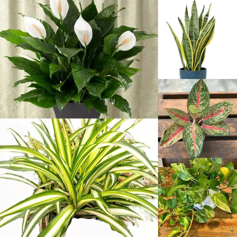 Best Bedroom Plants For Oxygen and Air Purification