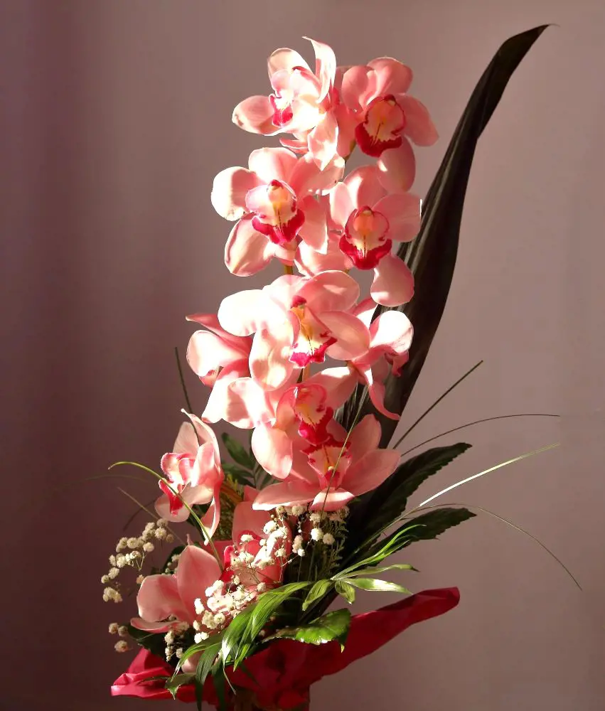 How To Take Care Of An Orchid Plant? 11 Tips And Tricks