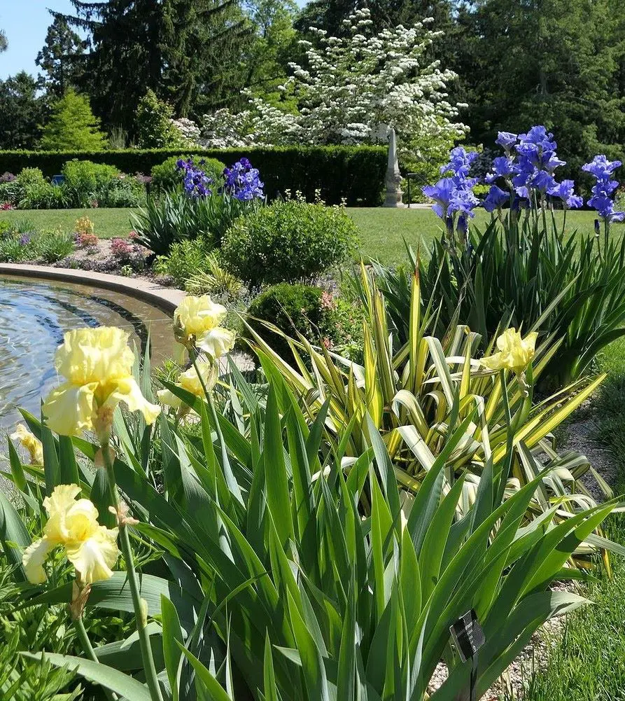 How To Plant, Grow And Care For Iris