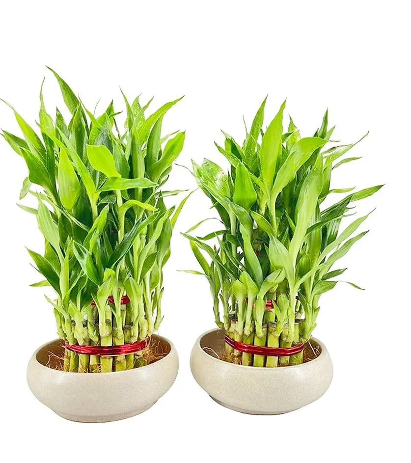 Lucky Bamboo Care Tips For Indoor and Outdoor