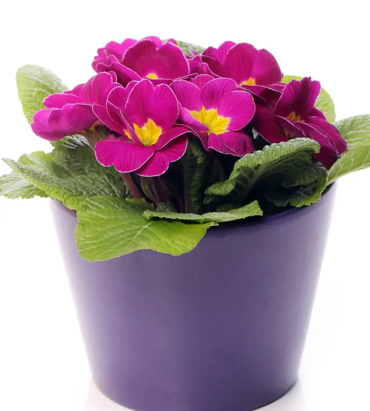 15 Tips On African Violet Care & Growing