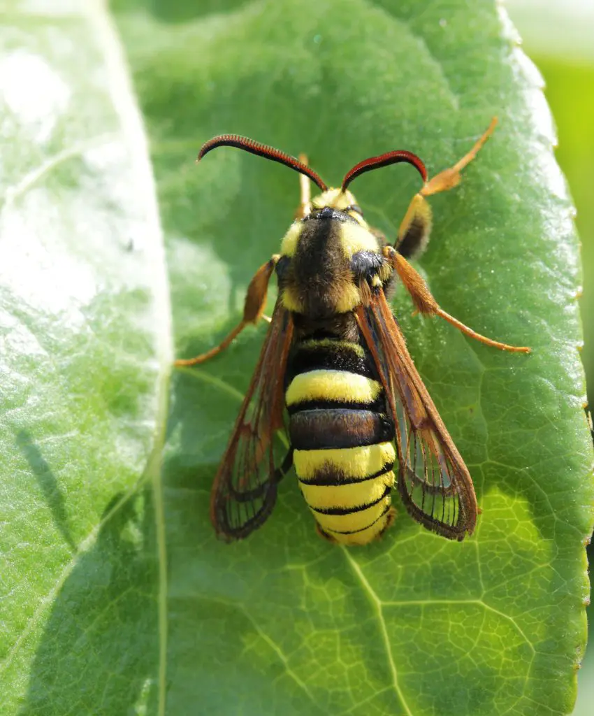 How To Get Rid Of Hornets In Your Yard