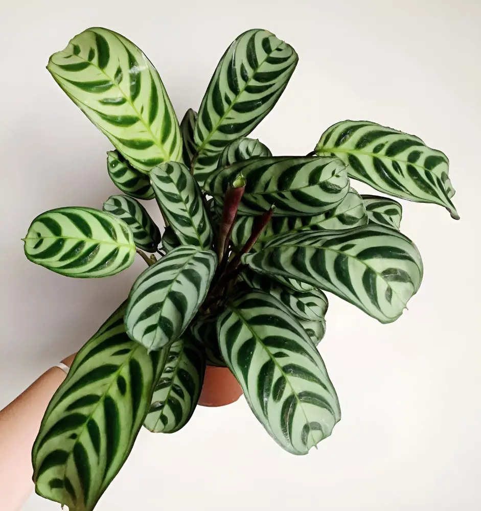 Prayer Plant Care 101: A Beginner's Guide